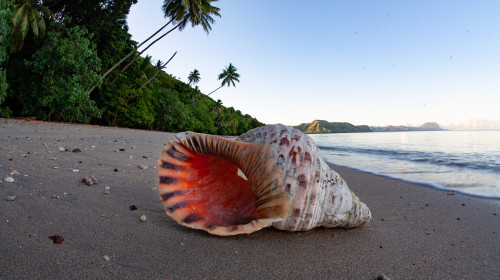 Shell rests on beach in Fiji