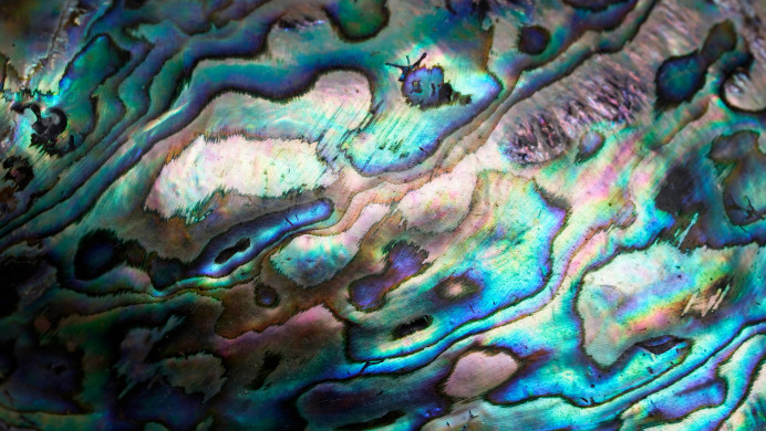 A close-up image of a paua shell