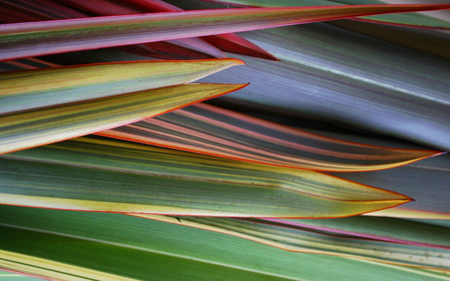 Layered harakeke leaves 