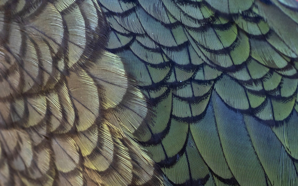 Kea feathers