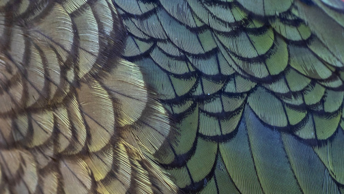 Kea feathers