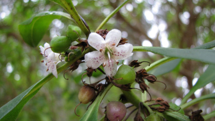 Ngaio blossom and berries