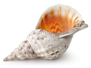 Conch shell