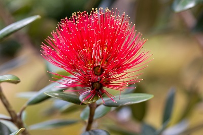 Picture of a pohutukawa blossom
