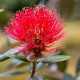 Picture of a pohutukawa blossom