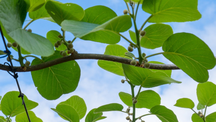 Vine