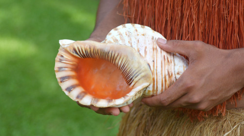 Hands hold a conch shell