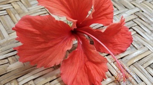 Hibiscus flower rests on a woven mat