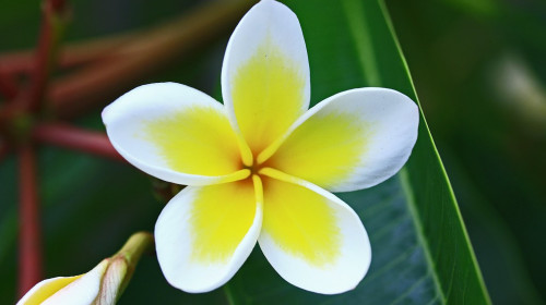 Frangipani blossom on a green leaf