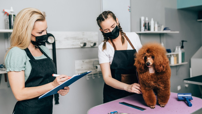Pet grooming tutor assesses groomer's dog