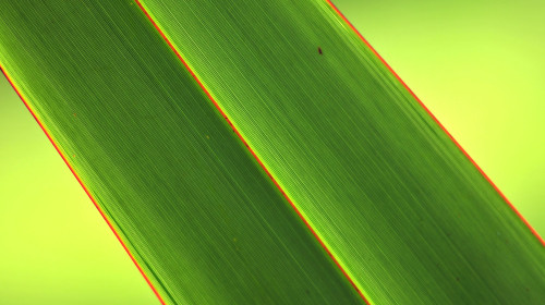 A close up image of a bright green NZ flax leaf