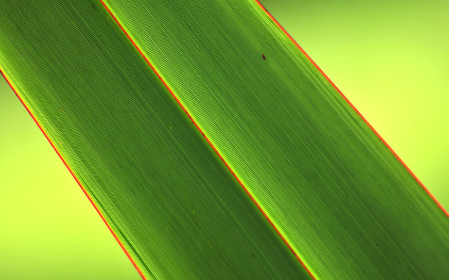 A close up image of a bright green NZ flax leaf