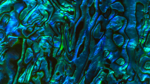 A close up of a New Zealand paua shell